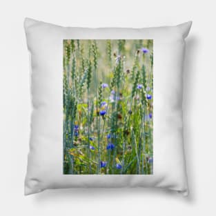 Cornflowers in a wheat field Pillow