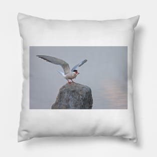 Common Tern Pillow