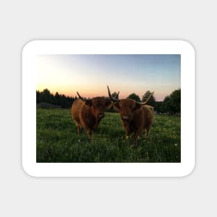 Scottish Highland Cattle Cows 2422 Magnet