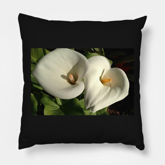 Perfectly Pure and Majestic Easter Calla Lily Pillow by Photomersion