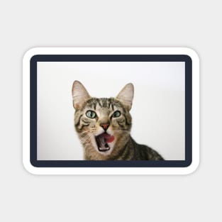 Tilly Tabby Tongue Twister Magnet