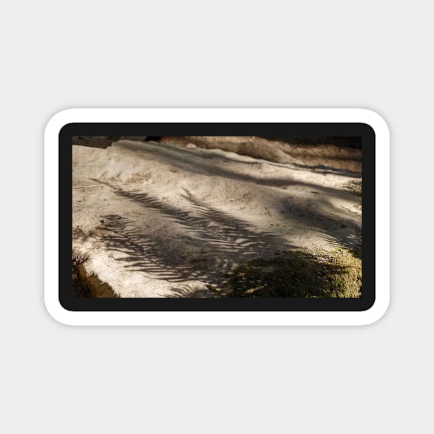 Fern leaf shadows on rocks Magnet by blossomcophoto