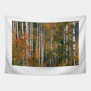 Quaking Aspen Trees In Fall Colors Lost Lake Gunnison National Fores Tapestry