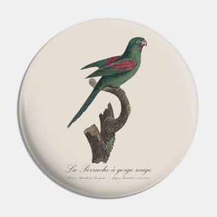 La Perruche a Gorge Rouge Parakeet - Jacques Barraband 19th century Illustration Pin