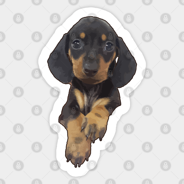 cute mini dachshund puppies