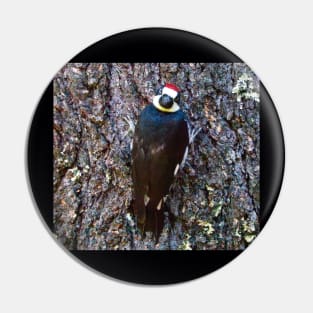 Acorn Woodpecker Looking Behind Itself Pin