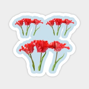 Tulipa  &#39;Garden Fire&#39;   Parrot Tulip Magnet