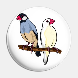 two java sparrow birds Pin