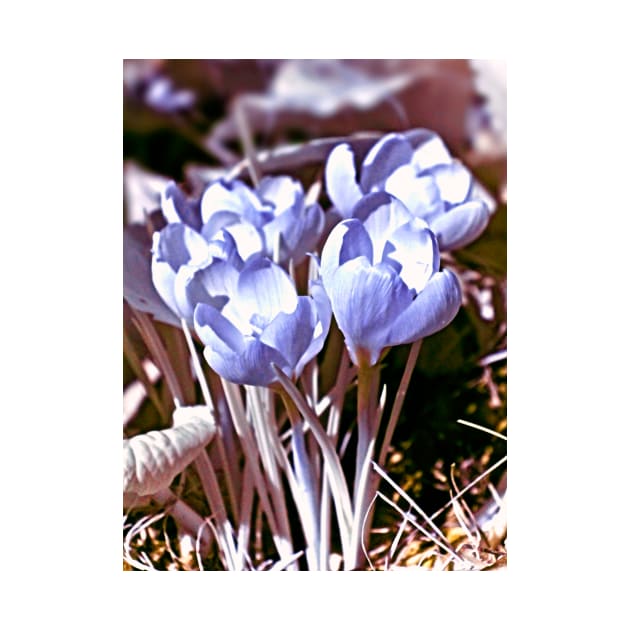 Crocus Infrared by BonniePhantasm