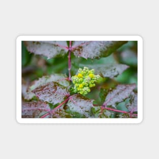 Oregon Grape of Yellow Flowers on Evergreen Shrub Magnet