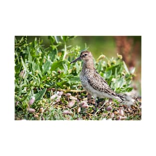 Dunlin wading bird on the shore T-Shirt