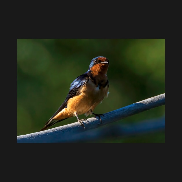 Barn Swallow on a Branch by jecphotography