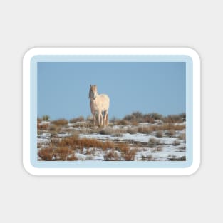 Wild horses, Arizona, nature, wildlife, gifts Magnet