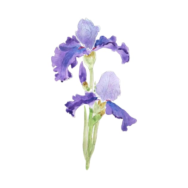 two purple irises ink and watercolor by colorandcolor