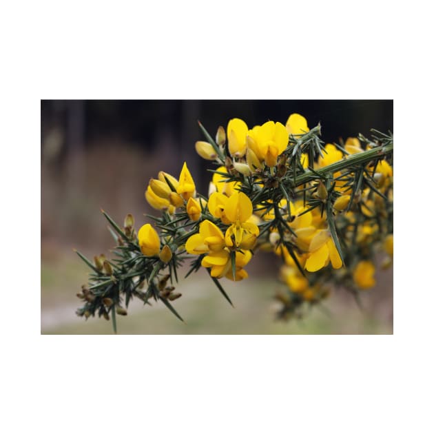 Gorse Flowers by pinkal