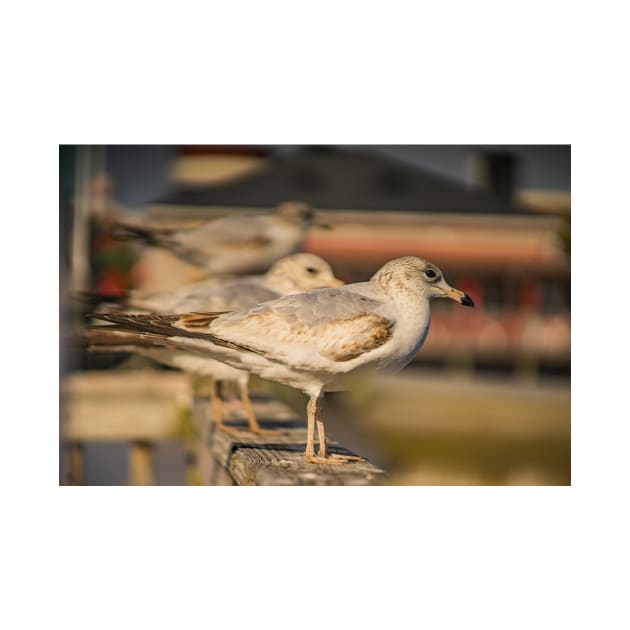 Portrait of Larus californicus by KensLensDesigns