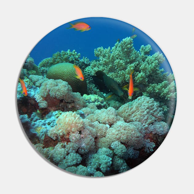 Red Sea Coral Reef Pin by likbatonboot