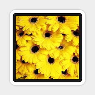 Yellow Daisies Magnet