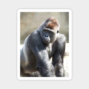 Gorilla Magnet