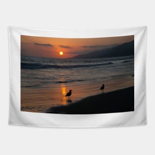 Heermann’s gull at sunset on Zuma beach. Tapestry