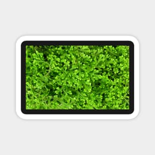 Lush Green Leafy Plants Magnet