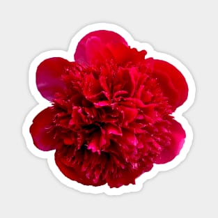 Red Flower Pillow Magnet