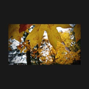 Rain Drops On Golden Leaves T-Shirt