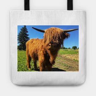 Scottish Highland Cattle Calf 2017 Tote