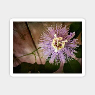 Passion flower close-up with berry filter - a study in green and purple Magnet