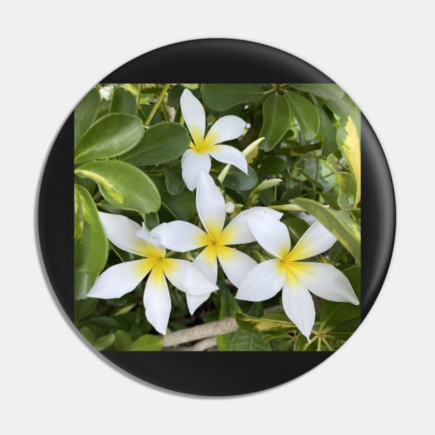 Plumeria Flowers Pin by Sparkleweather