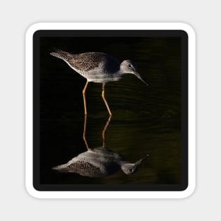 Greater Yellowlegs Reflects Magnet