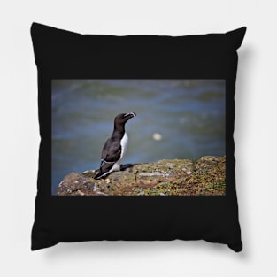 Razorbill Pillow