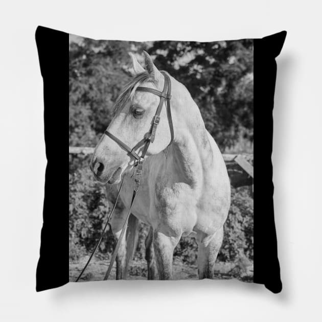Beautiful Quiete White Horse Pillow by KanysDenti