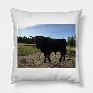 Scottish Highland Cattle Bull 1497 Pillow