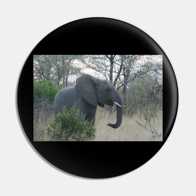 National Park Safari Elephant Wildlife Wild Jungle Pin by amango