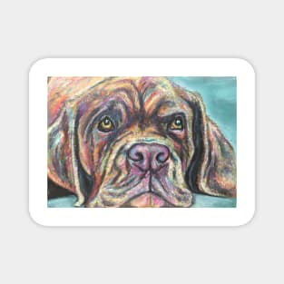 Colourful Dogue de Bordeaux Magnet