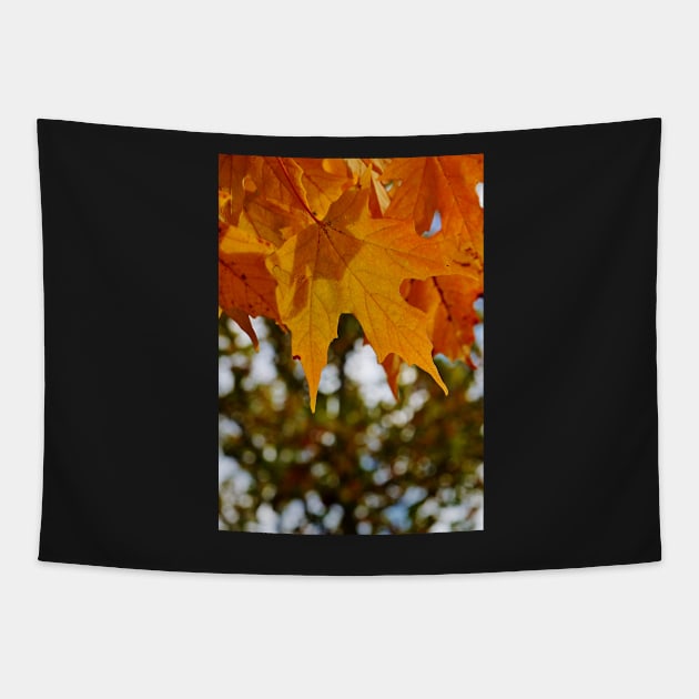 Hanging Orange Maple Leaves in Autumn Tapestry by 1Redbublppasswo