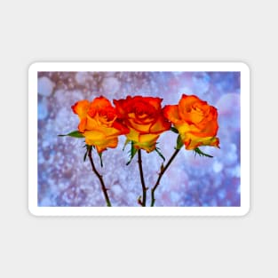 Orange and Yellow Roses in a Row Magnet