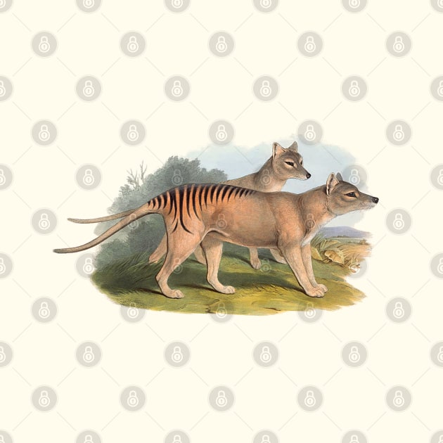 Animals Of Australia The Tasmanian Tiger Or Thylacine by JoolyA