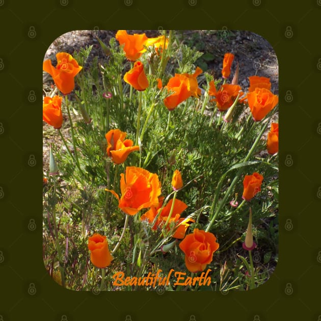 California Poppies Beautiful Earth by HutzcraftDesigns