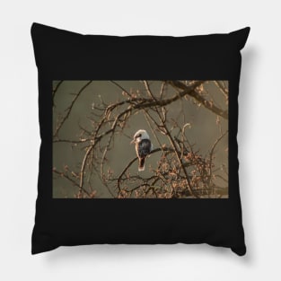 Kookaburra IV Pillow