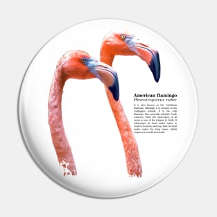 American flamingo tropical bird black text Pin