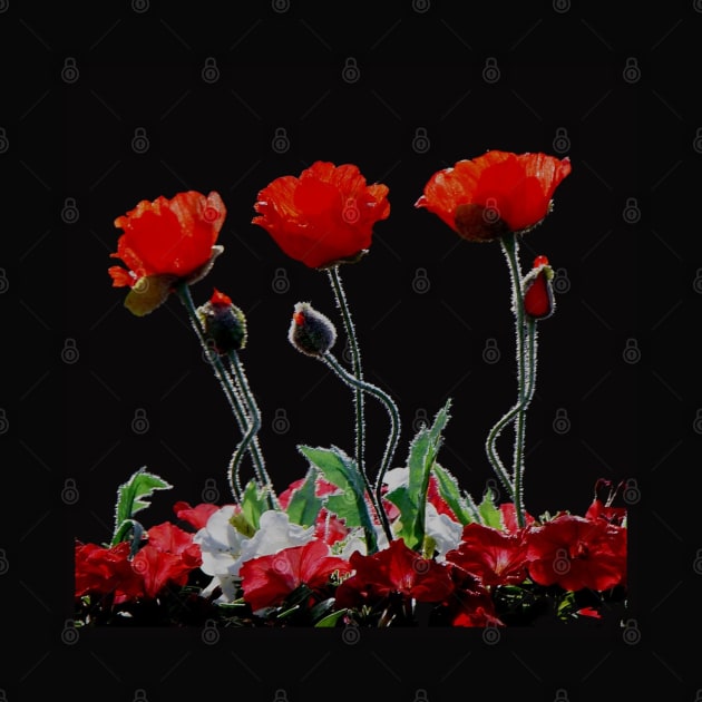 Remembrance poppies by Kielly