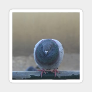 Valentine Pigeon Bird Magnet