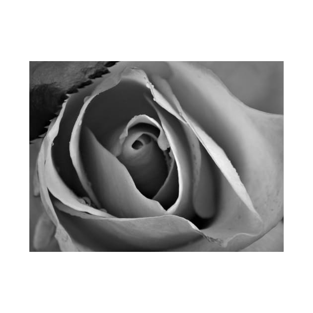 A rose in black and white by TiiaVissak