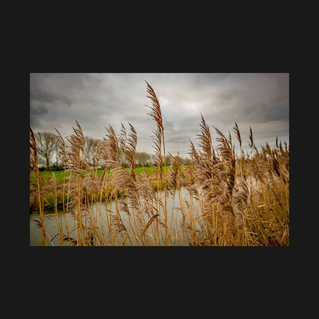 River side reeds in the Norfolk Broads National Park by yackers1