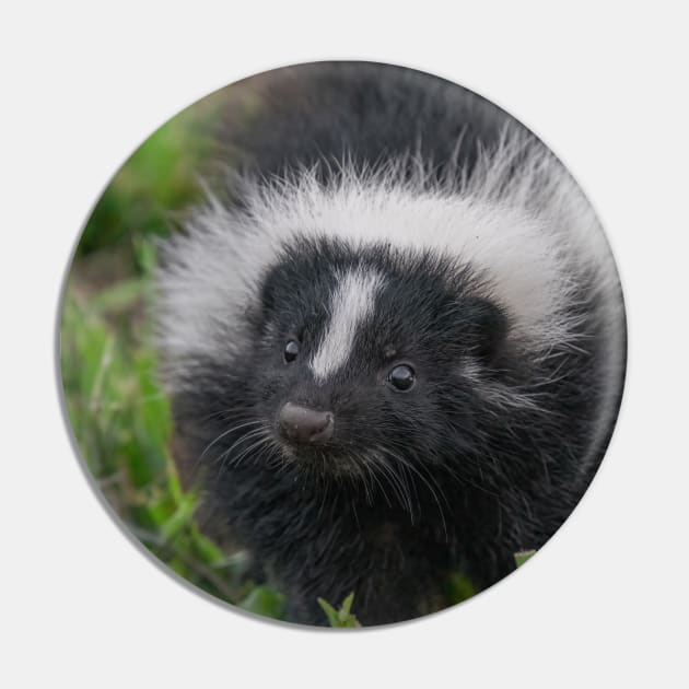 Baby Skunk Black and White Wildlife Photograph Pin by SafariByMarisa