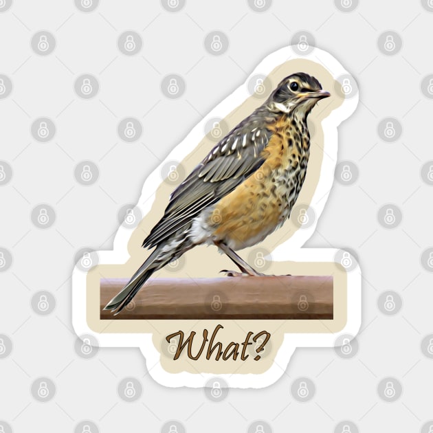 What? Robin Magnet by MaryLinH