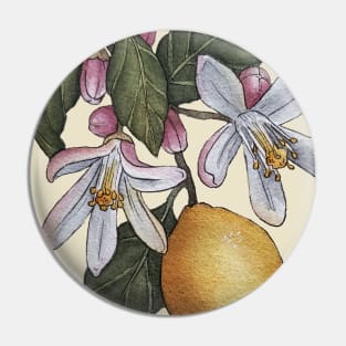 Citrus Lemon Botanical Illustration blossom and leaves Pin