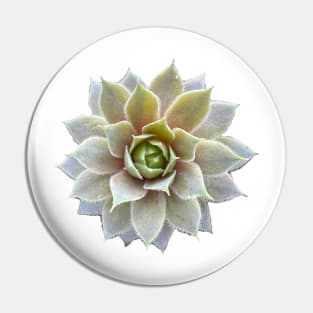 Sempervivum succulent Pin